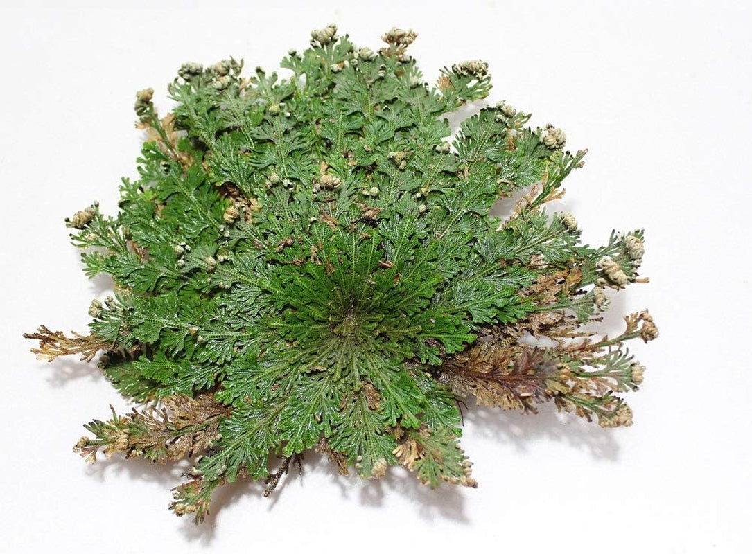 Rose of Jericho Flower the Resurrection Plant (6 Roses)