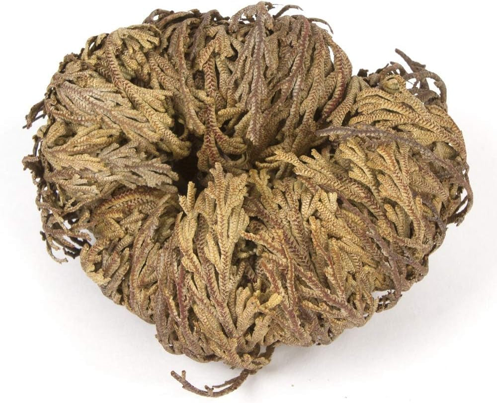 Rose of Jericho Flower the Resurrection Plant (6 Roses)