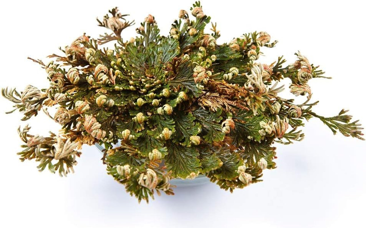 Rose of Jericho Flower the Resurrection Plant (6 Roses)