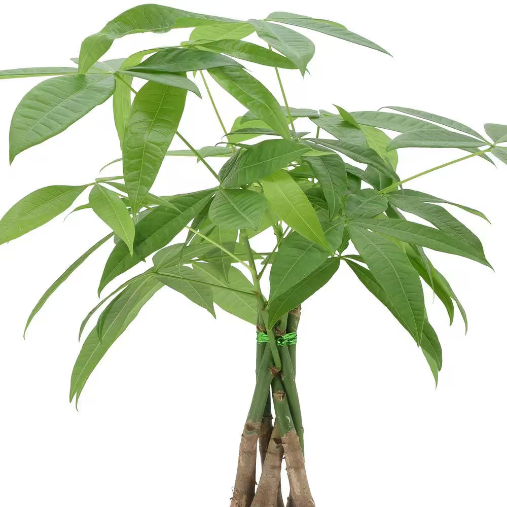 6 In. Money Tree Plant Green Plastic Grower Pot