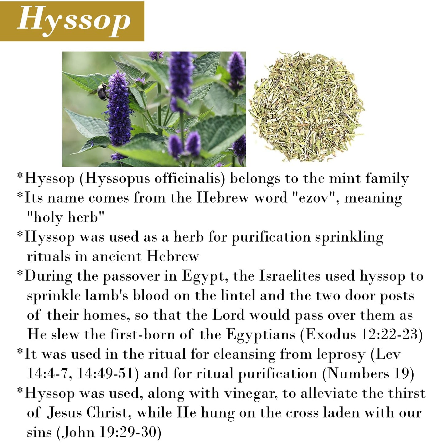 Cleanse Me with Hyssop Natural Hair and Body Wash, Organic Hyssop Infused Shampoo and Body Wash for Nourishing and Refreshing Hair & Body Cleansing (Myrrh and Frankincense)