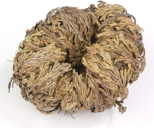 Rose of Jericho Flower the Resurrection Plant (6 Roses)