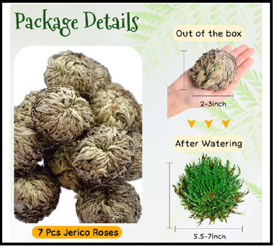 7 Pack Rose of Jericho Dried Plants - Rosa De Jerico Original, Dried Fern Like
