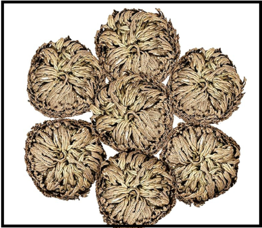 7 Pack Rose of Jericho Dried Plants - Rosa De Jerico Original, Dried Fern Like