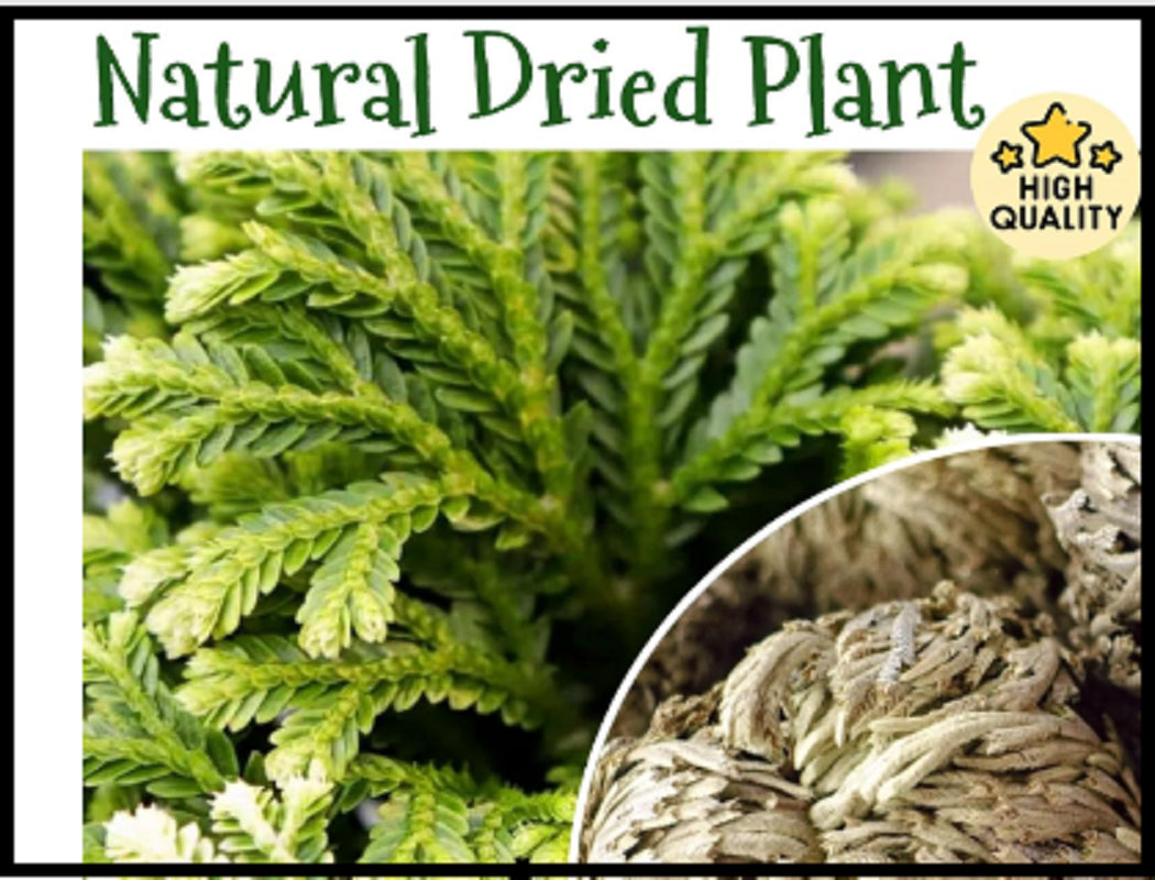 7 Pack Rose of Jericho Dried Plants - Rosa De Jerico Original, Dried Fern Like