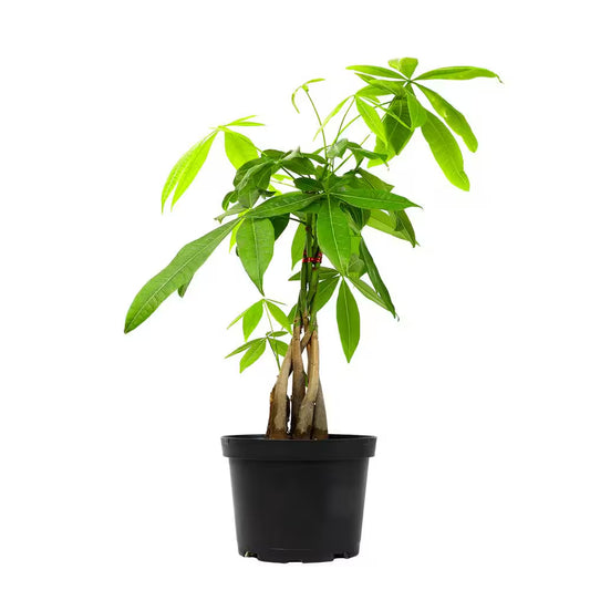 6 In. Money Tree (Pachira) Single Plant
