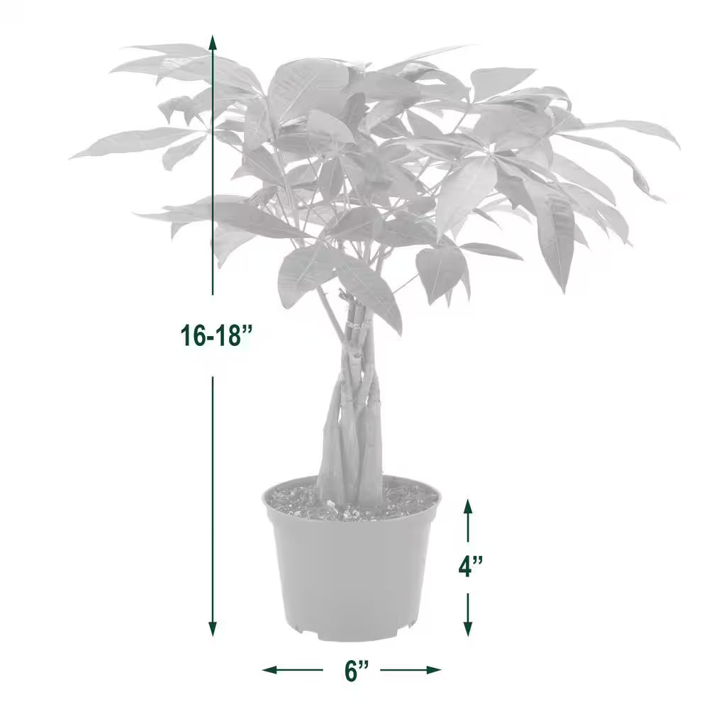 6 In. Money Tree Plant Green Plastic Grower Pot