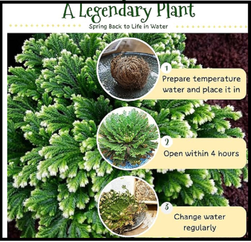 7 Pack Rose of Jericho Dried Plants - Rosa De Jerico Original, Dried Fern Like