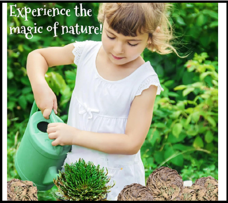 7 Pack Rose of Jericho Dried Plants - Rosa De Jerico Original, Dried Fern Like