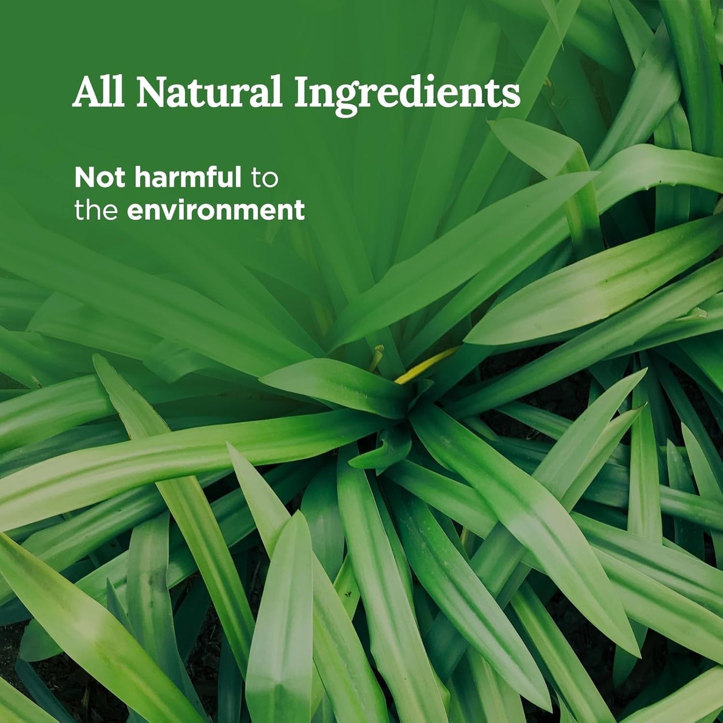 Long Lasting Money Smudge Candle with Clove, Cinnamon & Citronella | 14 Oz - 56 Hour Burn | Made of Soy Wax for House Energy Cleansing & Manifestation | Boost Your Cash Flow