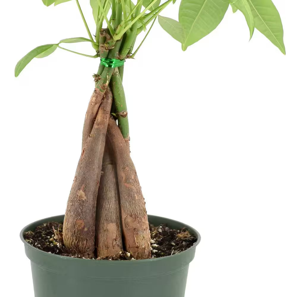 6 In. Money Tree Plant Green Plastic Grower Pot